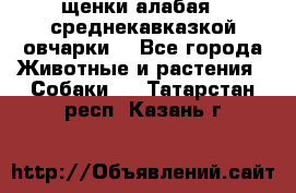щенки алабая ( среднекавказкой овчарки) - Все города Животные и растения » Собаки   . Татарстан респ.,Казань г.